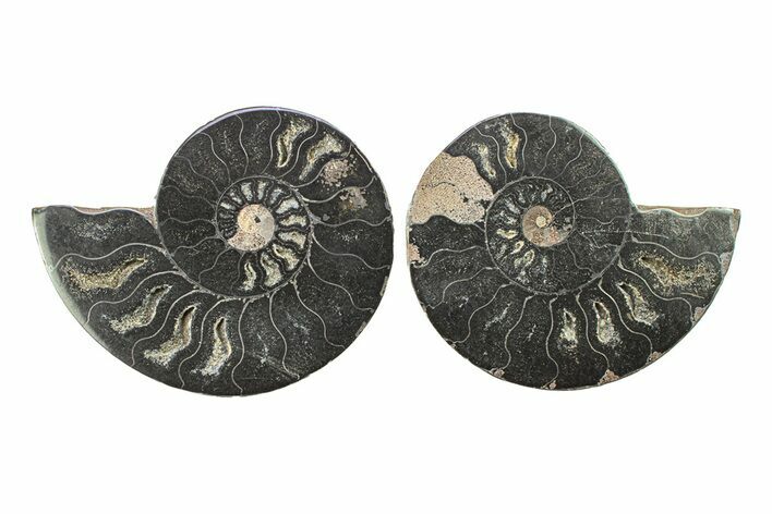 Cut & Polished Ammonite Fossil - Unusual Black Color #281342